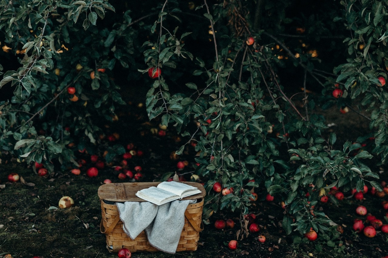 a picnic basket under an apple tree with an open book lying on top of it